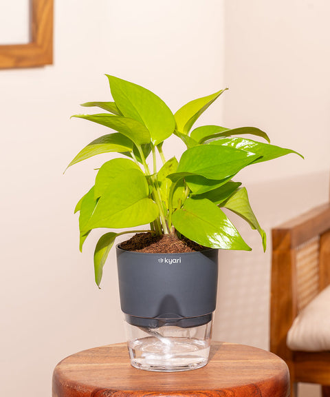 Golden Money Plant