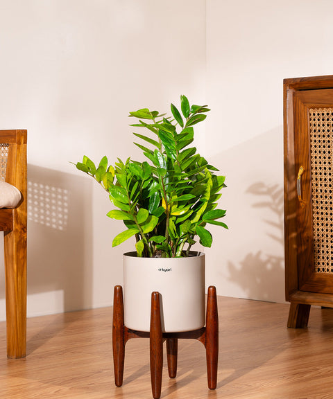 ZZ Green with Large Metal Self Watering Pot Bonanza