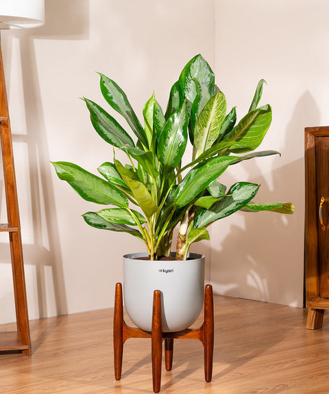 Aglaonema Ice with Extra Large Self Watering Pot