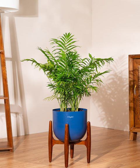 Chamaedorea palm with Extra Large Metal Self Watering Pot