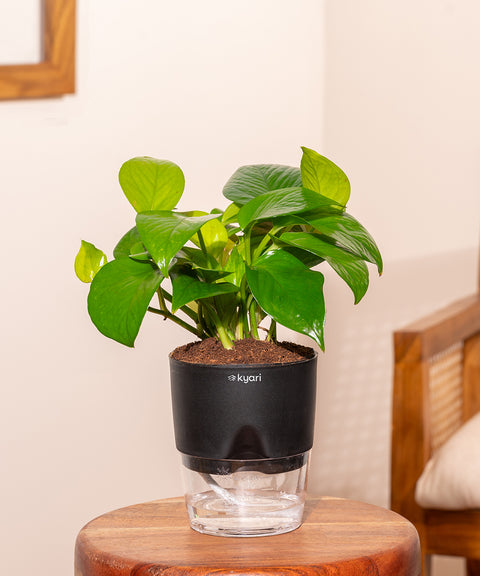Money Variegated Plant With Self Watering Pot