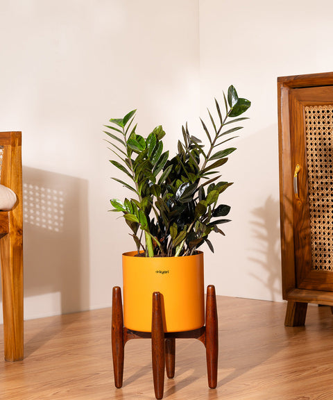 ZZ Black with Large Metal Self Watering Pot