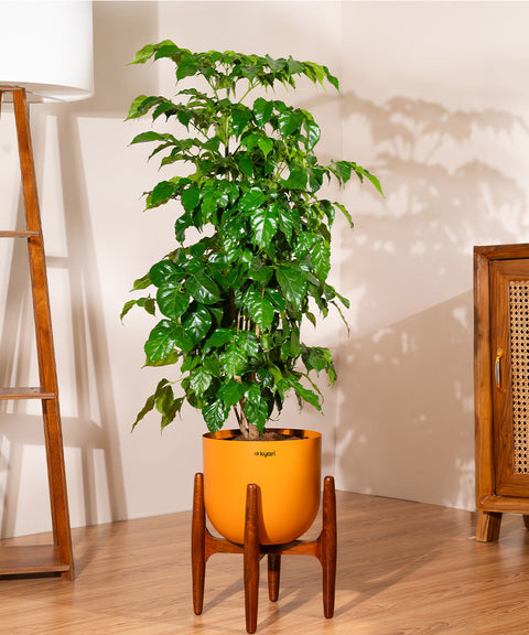 China Doll with Extra Large Metal Self Watering Pot