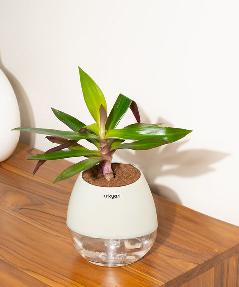 Oyster Plant With Nova Self Watering Pot