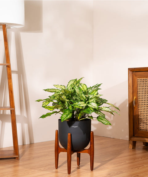 Aglaonema Snow White with Extra Large Metal Self Watering Pot Bonanza