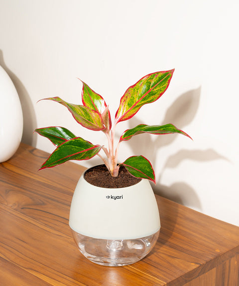 Aglaonema Lipstick Plant With Self Watering Pot