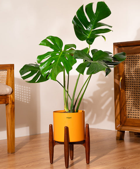 Monstera Deliciosa with Large Metal Self Watering Pot