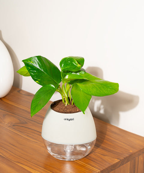 Golden Money Plant With Nova Self Watering Pot