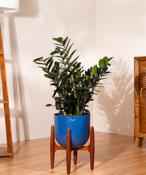 ZZ Black with Extra Large Metal Self Watering Pot Bonanza