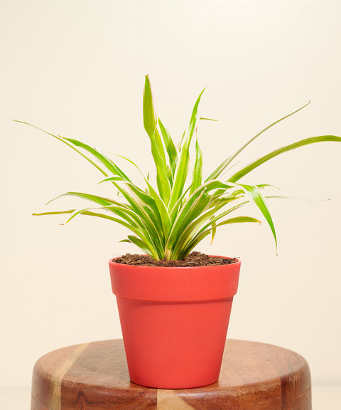 Spider Plant With Reya Pot