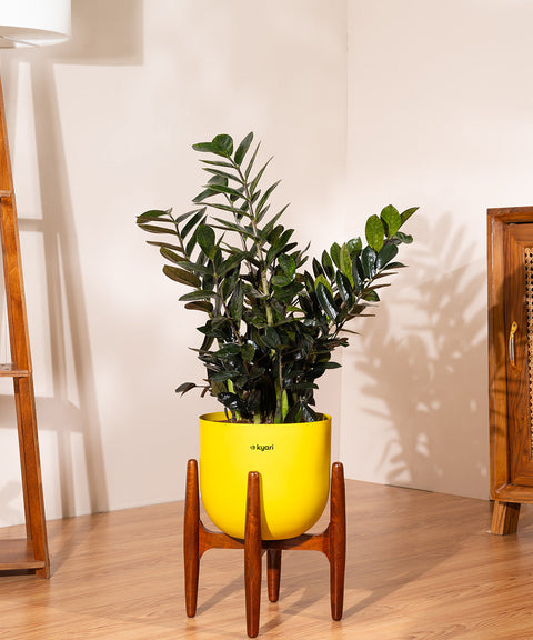 ZZ Black with Extra Large Metal Self Watering Pot