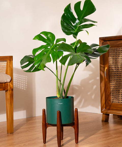 Monstera Deliciosa with Large Metal Self Watering Pot