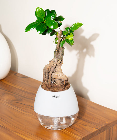 Lucky Bonsai Plant With Nova Self Watering Pot