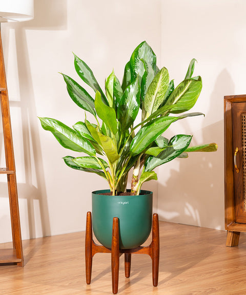 Aglaonema Ice with Extra Large Self Watering Pot
