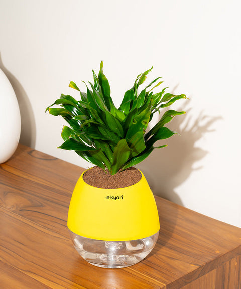 Dracaena Compacta Plant With Nova Self Watering Pot