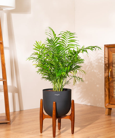 Chamaedorea palm with Extra Large Metal Self Watering Pot Bonanza