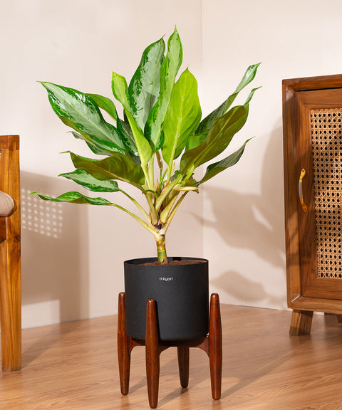 Aglaonema Ice Plant with Large Metal Self Watering Pot Bonanza