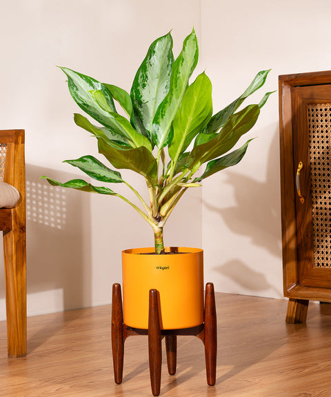 Aglaonema Ice Plant with Large Metal Self Watering Pot
