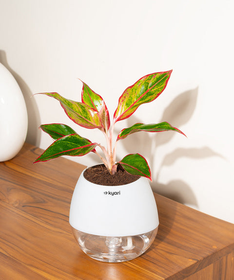 Aglaonema Lipstick Plant With Self Watering Pot