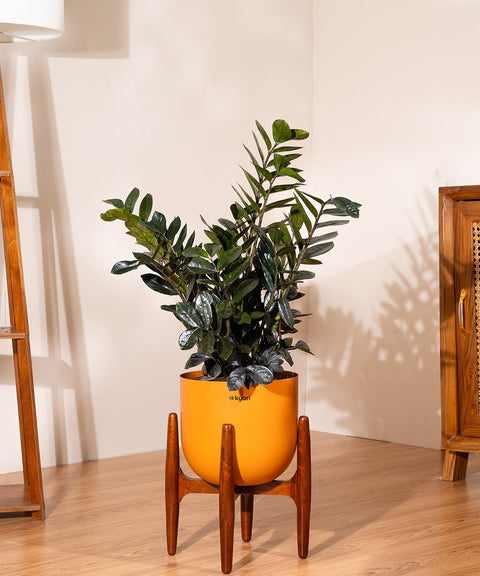ZZ Black with Extra Large Metal Self Watering Pot