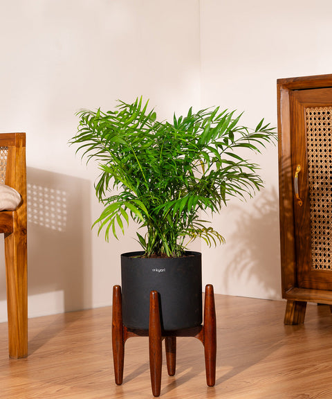 Chamaedorea Palm with Large Metal Self Watering Pot