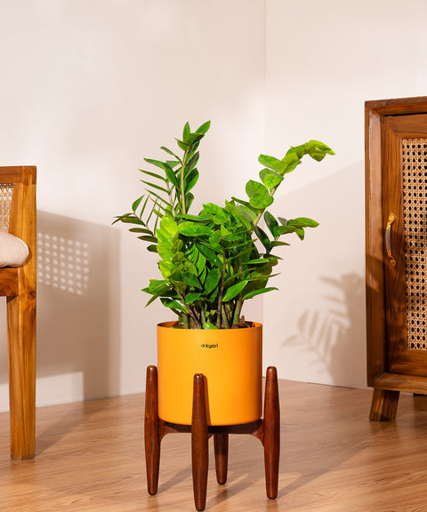 ZZ Green with Large Self Watering Pot