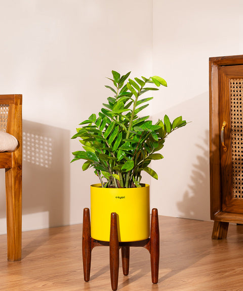 ZZ Green with Large Metal Self Watering Pot Bonanza