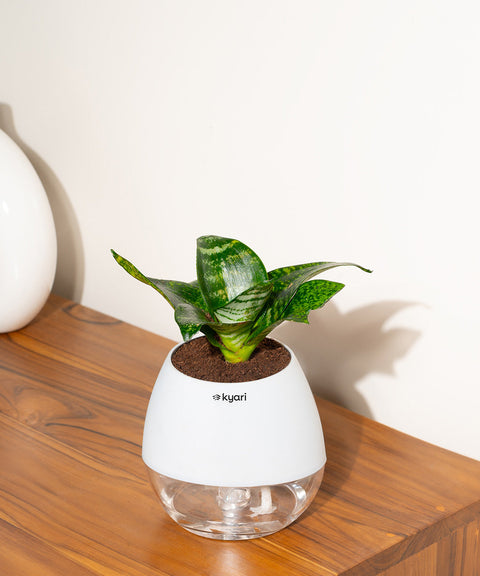 Green Snake Plant With Nova Self Watering Pot