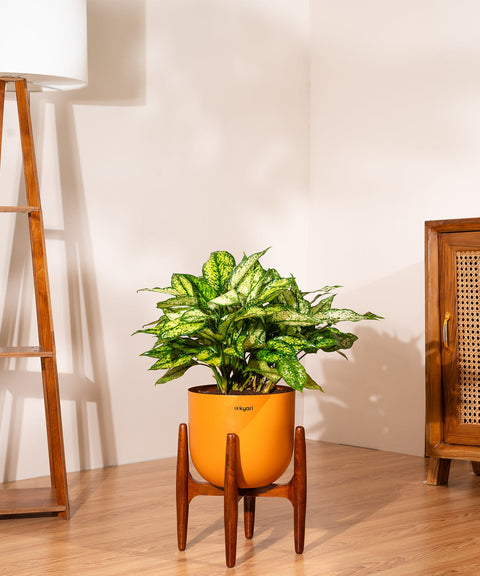 Aglaonema Snow White with Extra Large Metal Self Watering Pot Bonanza