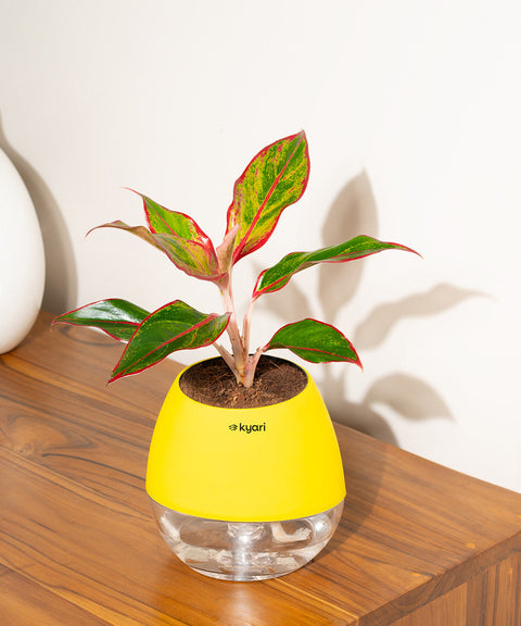 Aglaonema Lipstick Plant With Nova Self Watering Pot