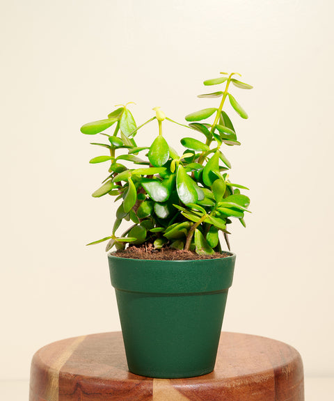 Golden Money Plant With Reya Pot