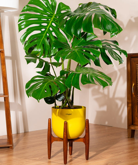 Monstera Deliciosa with Extra Large Metal Self Watering Pot