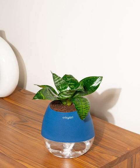 Green Snake Plant With Nova Self Watering Pot