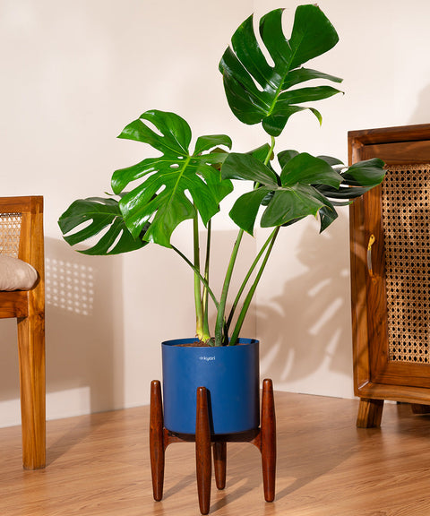 Monstera Deliciosa with Large Metal Self Watering Pot