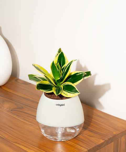 Golden Hahnii Snake Plant With Nova Self Watering Pot