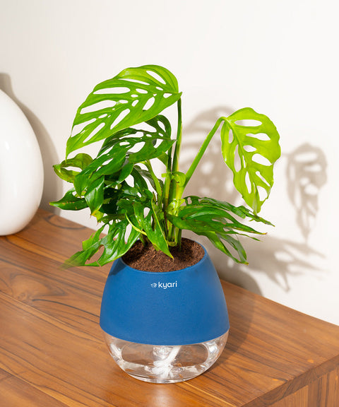 Philodendron Broken Heart Plant With Nova Self Watering Pot