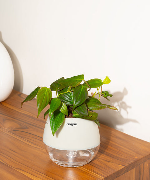 Philodendron Micans Plant With Self Watering Pot (Copy)