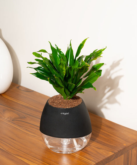 Dracaena Compacta Plant With Nova Self Watering Pot
