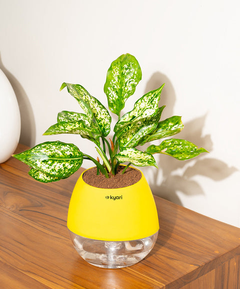 Aglaonema Snow White Plant With Nova Self Watering Pot