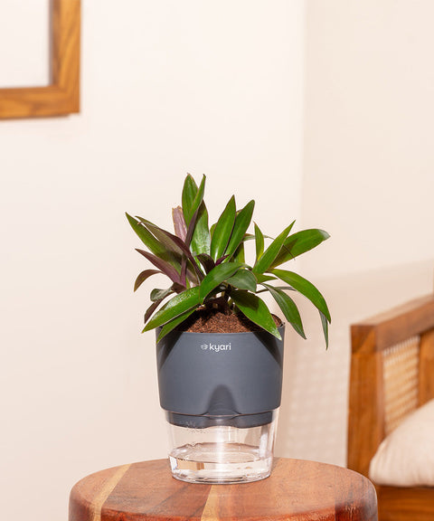 Oyster Plant With Self Watering Pot