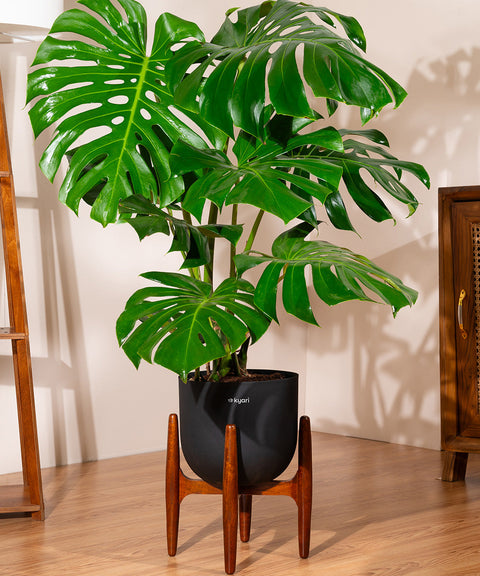 Monstera Deliciosa with Extra Large Metal Self Watering Pot