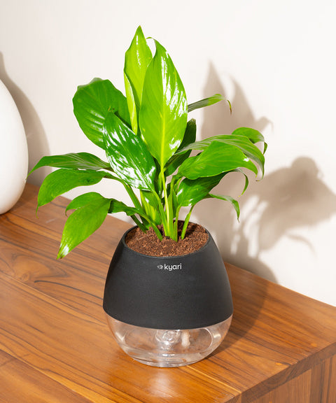 Peace Lily Plant With Nova Self Watering Pot