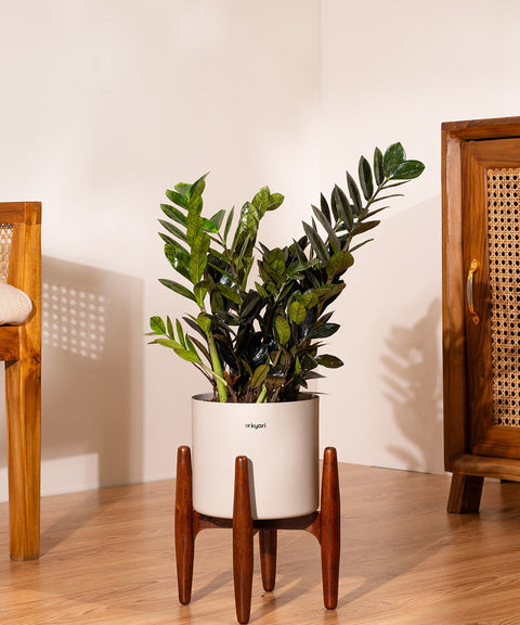 ZZ Black with Large Metal Self Watering Pot Bonanza