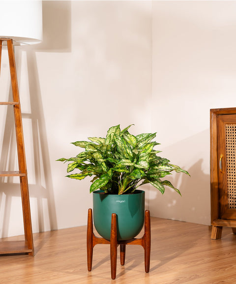 Aglaonema Snow White with Extra Large Metal Self Watering Pot