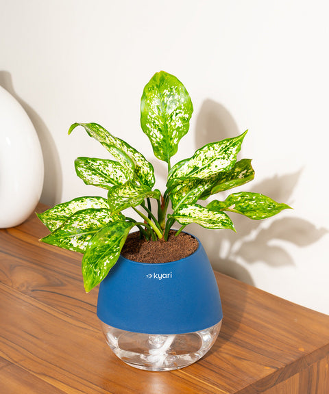 Aglaonema Snow White Plant With Nova Self Watering Pot