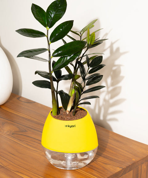 ZZ - Zamia Black Plant Nova