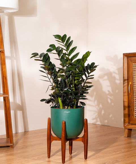 ZZ Black with Extra Large Metal Self Watering Pot Bonanza