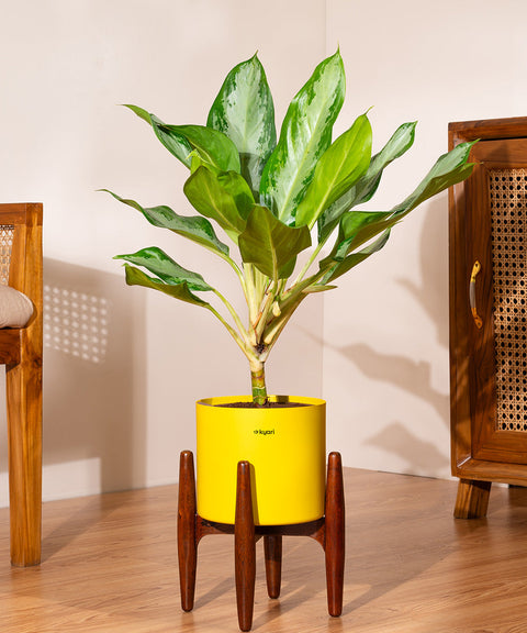 Aglaonema Ice Plant with Large Metal Self Watering Pot Bonanza