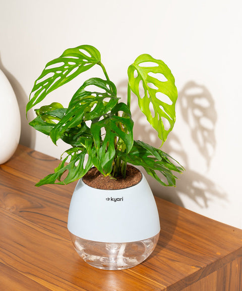 Philodendron Broken Heart Plant With Nova Self Watering Pot