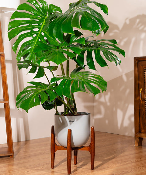 Monstera Deliciosa with Extra Large Metal Self Watering Pot